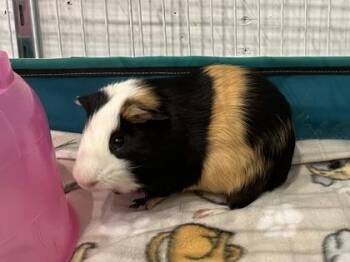 Rescue Guinea Pig Guinea Pigs for Adoption in Annapolis, Maryland - Piggie Smalls (w/ Tupig) | PetCurious